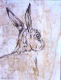 04 - Little Hare - Pencil & Gold Ink - Wendy Britton.JPG